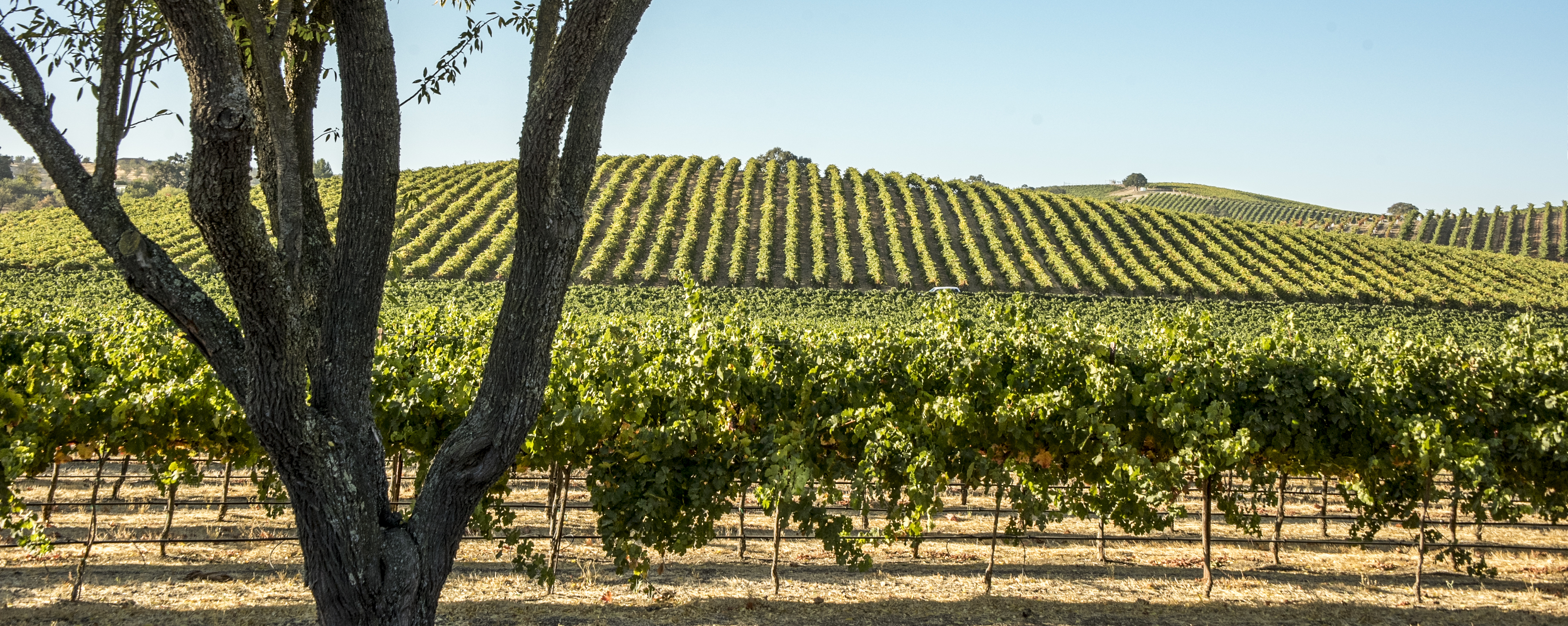 Vineyards stretching across the rolling hills of Paso Robles wine country