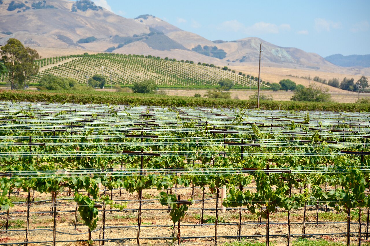 Vineyards and rolling countryside in Edna Valley near San Luis Obispo