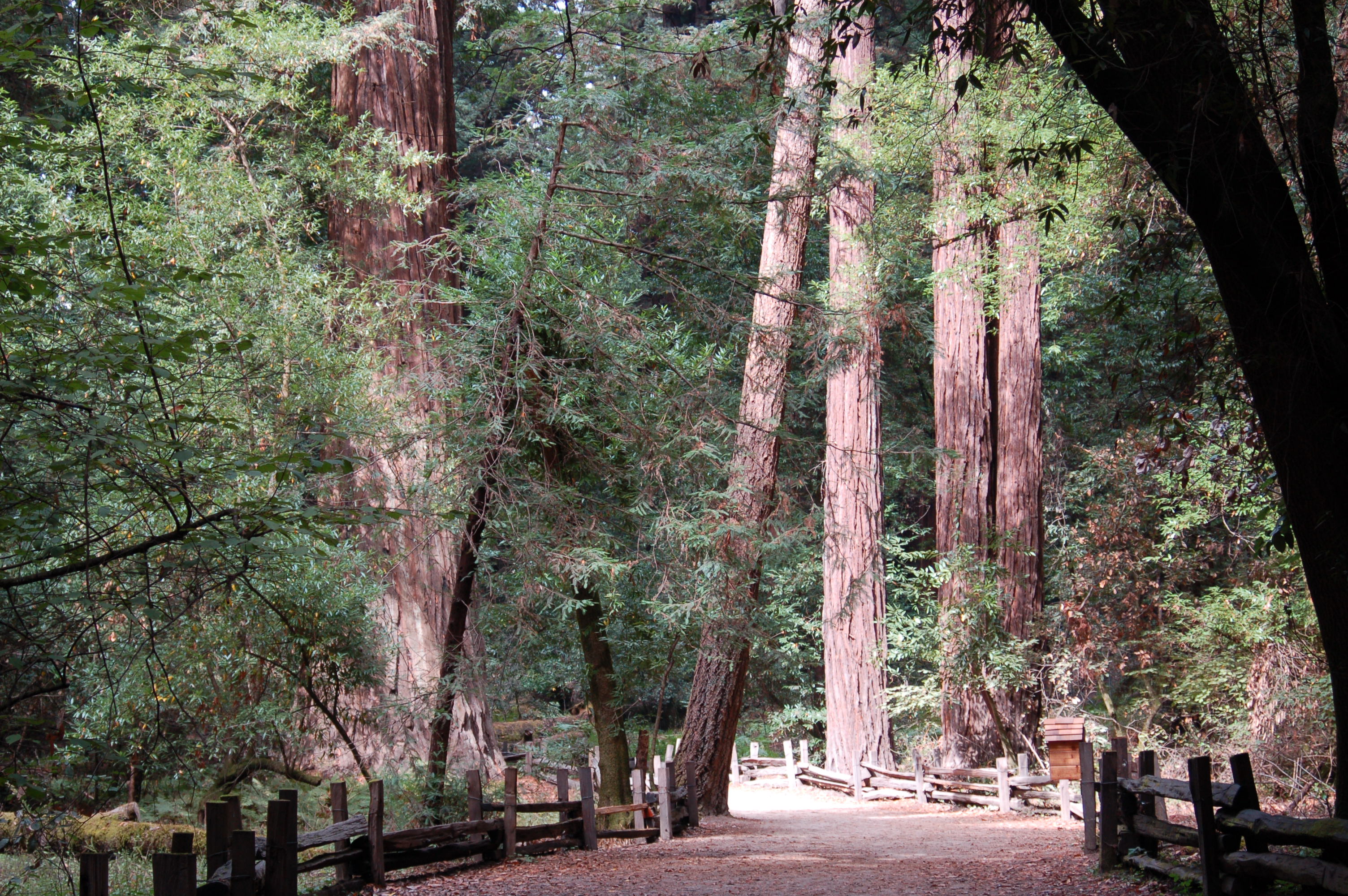 Visitors walking among enormous coast redwoods in the Redwood Grove at Henry Cowell Redwoods State Park