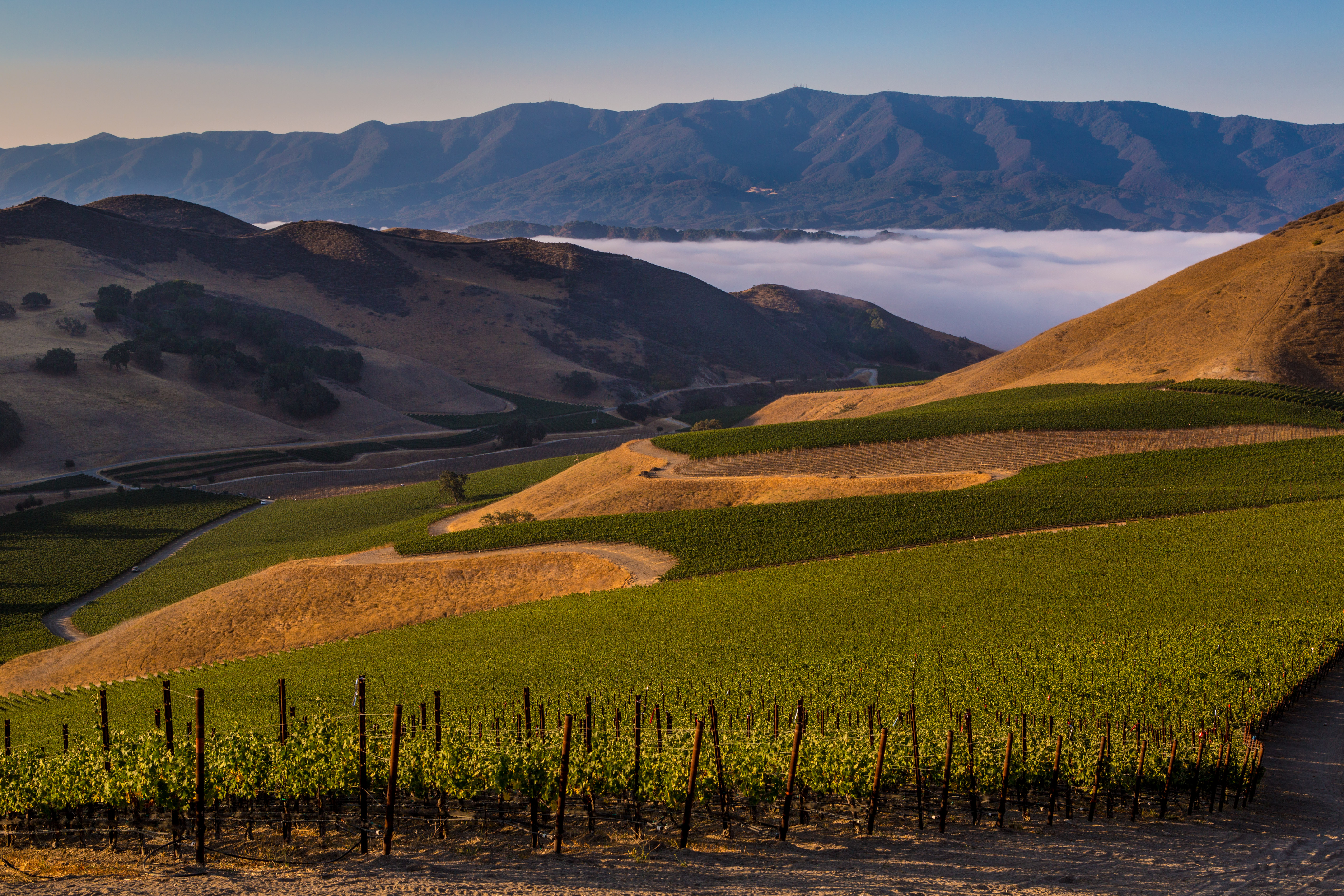 Vineyards and rolling hills in California's Santa Ynez Valley