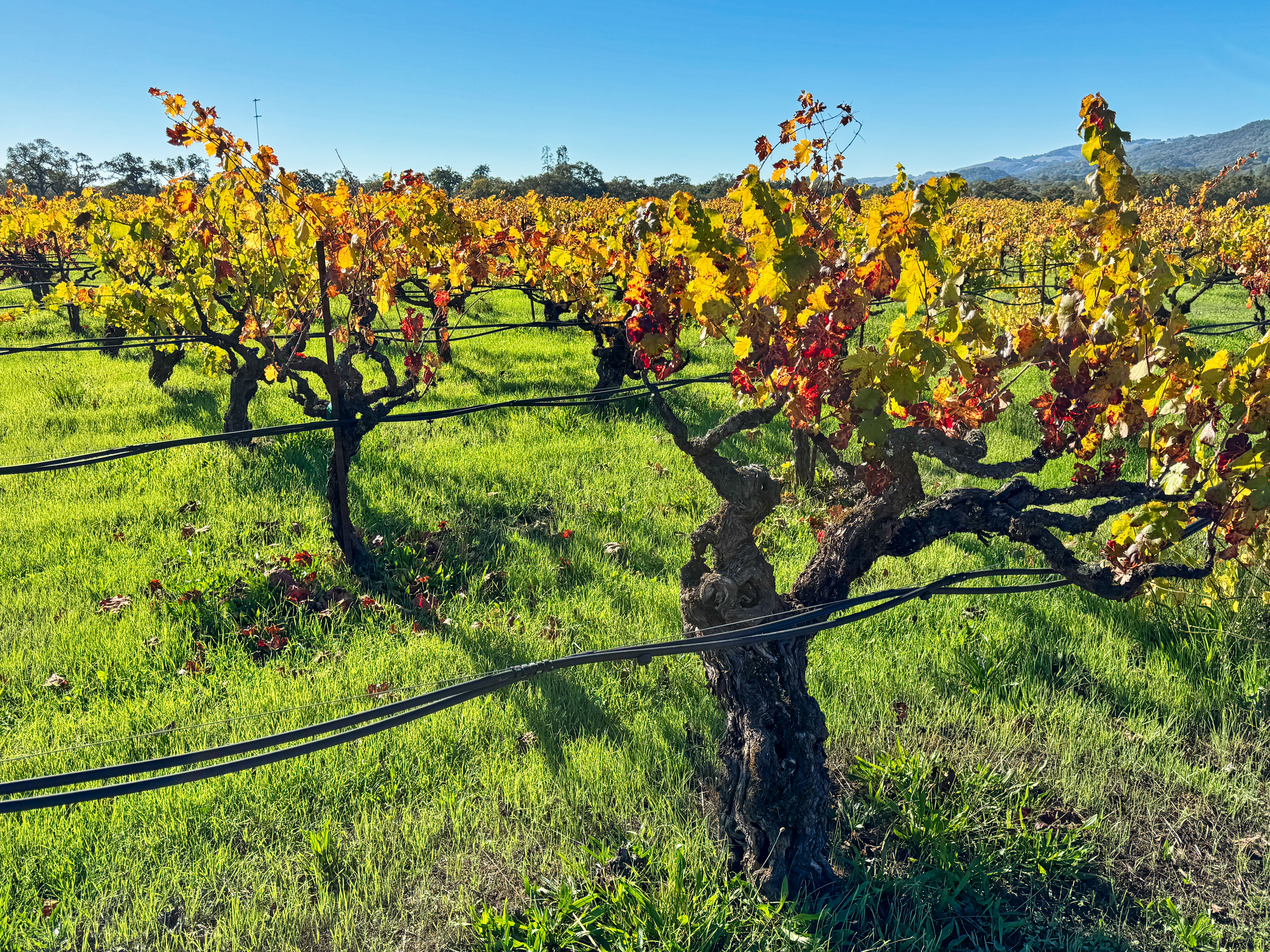 Vineyard landscape in Sonoma Valley wine country
